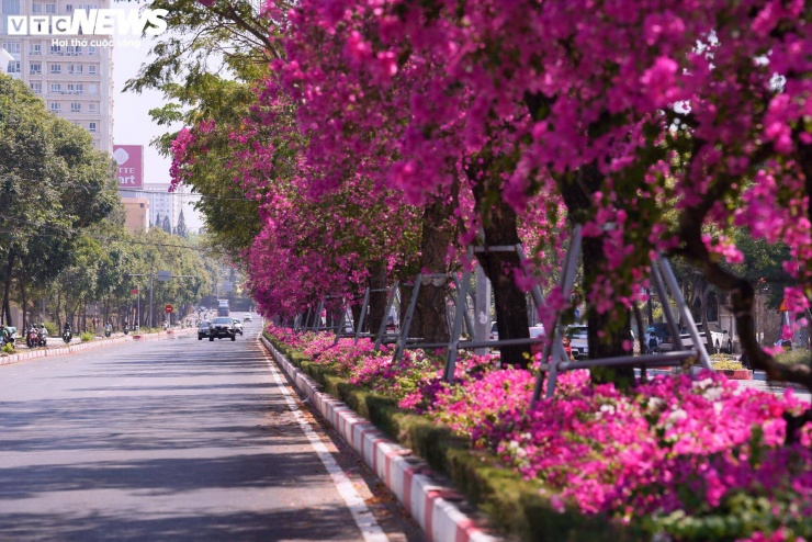 Không chỉ riêng khu vực trung tâm Vũng Tàu, nhiều địa phương thuộc khu vực Bà Rịa - Vũng Tàu trước đây như Bà Rịa, Long Hải, Phước Hải… cũng đang chú trọng nâng cấp hạ tầng, cải thiện cảnh quan, trong đó có việc trồng hoa giấy và cây xanh nhằm tăng sức hút du lịch.