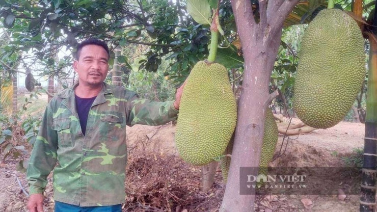 Những quả mít Mã Lai trong vườn ông Túy có trọng lượng vài chục kg, cá biệt có quả đạt trên 45kg, khiến nhiều người không khỏi bất ngờ. Ảnh: Phạm Hoài.