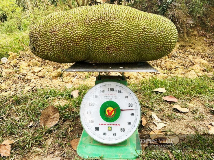 Quả mít có trọng lượng khoảng 35kg được thu hoạch tại vườn của ông Bùi Quang Túy. Ảnh: Phạm Hoài.