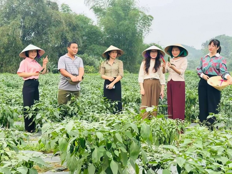Lãnh đạo MTTQ và Hội Nông dân xã Hợp Thành tham quan mô hình trồng ớt J xanh xuất khẩu của gia đình anh Lã Văn Chiểu. Ảnh: HND xã Hợp Thành