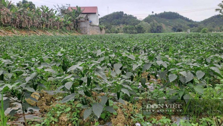 Sau 5 tháng canh tác, vườn ớt của gia đình anh Chiểu đã cho thu hoạch 4 lứa. Ảnh: Hà Thanh