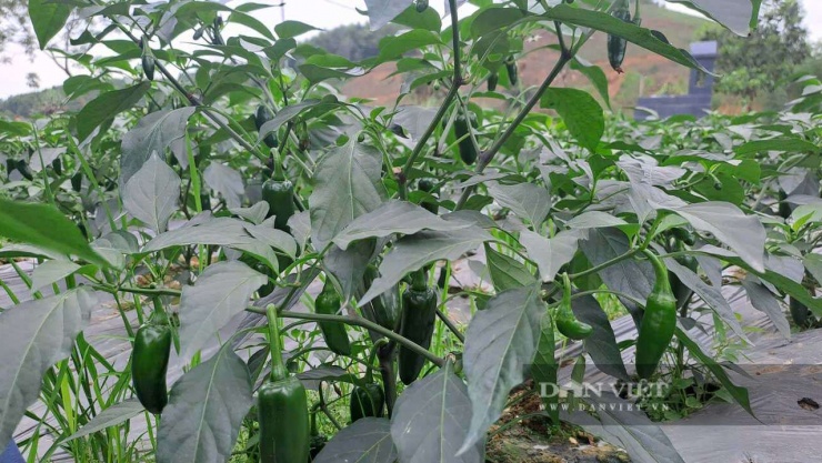 Mô hình ớt J xanh xuất khẩu cho thu nhập hàng tuần nên mang lại nguồn thu liên tục cho người dân. Ảnh: Hà Thanh