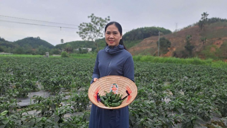 Theo bà Đoàn Thị Thảo - Phó Chủ tịch Hội Nông dân xã Hợp Thành, mô hình trồng ớt J xanh xuất khẩu là hướng đi phù hợp với định hướng phát triển nông nghiệp của địa phương. Ảnh: Hà Thanh