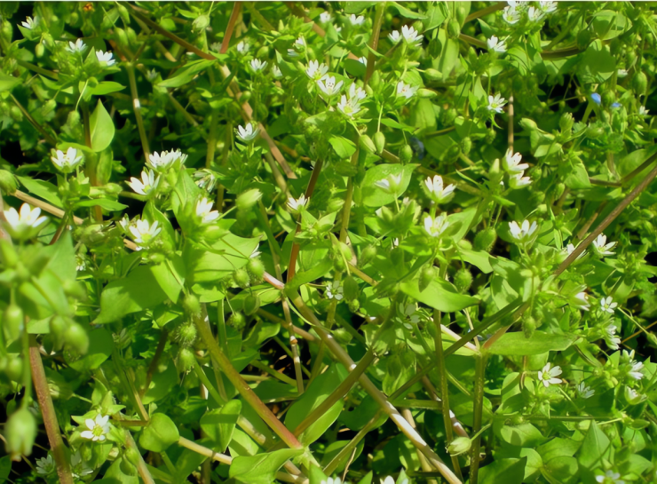 Loại rau này là cỏ chân vịt (Stellaria media) hay còn gọi là cỏ sao