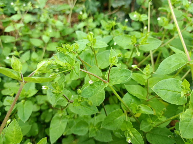 Nông dân thường nhổ bỏ loại rau dại này vì coi nó là "sâu bệnh".
