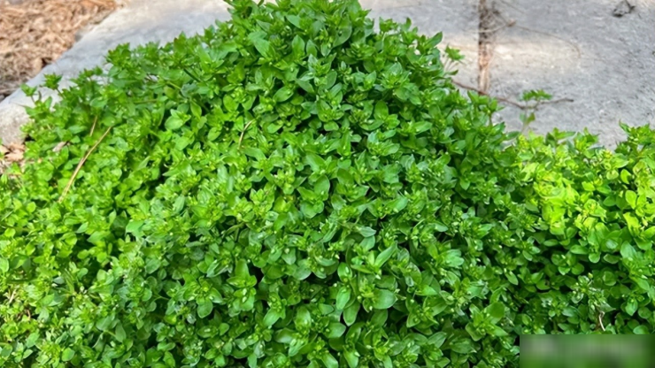 Loại rau dại này mọc lan tràn như cỏ ở các nơi ẩm ướt