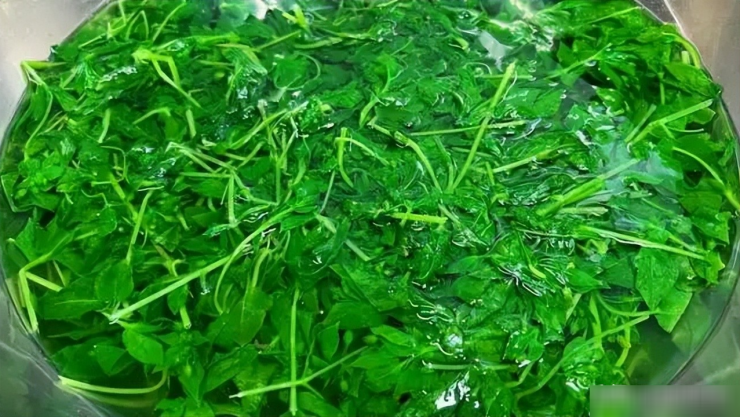 Loại rau dại được mệnh danh là "cỏ làm sạch ruột", thanh nhiệt, giải độc, trộn tỏi giòn ngọt, ngon miệng - 6