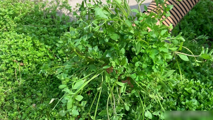 Loại rau dại được mệnh danh là "cỏ làm sạch ruột", thanh nhiệt, giải độc, trộn tỏi giòn ngọt, ngon miệng - 9