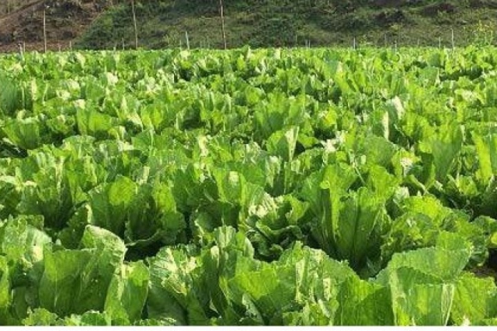 Loại rau xưa mọc đầy vườn chẳng ai ăn, nay được coi như "nhân sâm nhà nghèo”