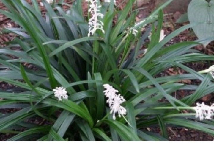 Cây thuốc quý bổ tim ngừa ung thư cực tốt, nhiều người lại chỉ trồng làm cảnh