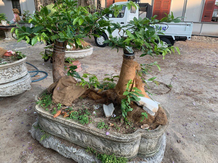 Theo Hạt Kiểm lâm rừng đặc dụng Vườn Quốc gia Côn Đảo, việc xử phạt hoàn toàn đúng quy định