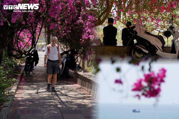 Với lợi thế địa hình đặc trưng, khu vực này nhanh chóng trở thành điểm dừng chân quen thuộc của nhiều du khách, đặc biệt là giới trẻ đến chụp ảnh. Người dân địa phương cho biết, vào những ngày nắng nóng, khu vực dưới các giàn hoa giấy ven biển thường xuyên đông người đến nghỉ chân, ngắm cảnh.