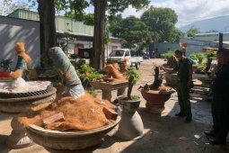 Phạt tiền và tịch thu 42 cây mai vàng không rõ nguồn gốc tại Côn Đảo