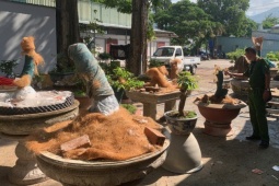 Vụ 42 cây mai vàng không rõ nguồn gốc: Hạt Kiểm lâm Côn Đảo thông tin chính thức