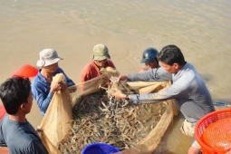 Doanh nghiệp xuất khẩu tôm 'cầu cứu'