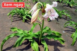 Tin tức sức khỏe - Loại cây “dân dã” mọc đầy bờ bụi, được ví như “khắc tinh” của phì đại tuyến tiền liệt