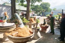 Phạt tiền và tịch thu 42 cây mai vàng không rõ nguồn gốc tại Côn Đảo