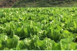 Loại rau xưa mọc đầy vườn chẳng ai ăn, nay được coi như "nhân sâm nhà nghèo”