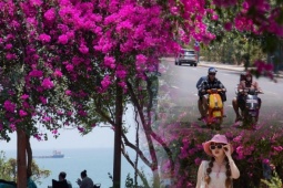 Hoa giấy nhuộm hồng đường ven biển đẹp nhất TP.HCM