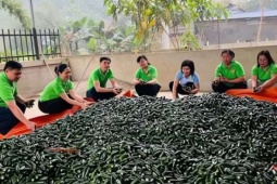 Một giống ớt lạ, quả bự thô lố đang khiến nông dân Thái Nguyên chuyển đổi cây trồng nhanh, thu tiền đều mỗi tuần