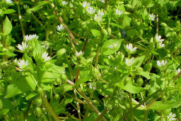 Loại rau dại được mệnh danh là "cỏ làm sạch ruột", thanh nhiệt, giải độc, trộn tỏi giòn ngọt, ngon miệng