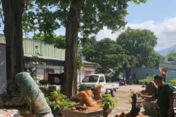 Người đàn ông bị phạt tiền, tịch thu 42 cây mai vàng không rõ nguồn gốc