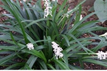 Cây thuốc quý bổ tim ngừa ung thư cực tốt, nhiều người lại chỉ trồng làm cảnh