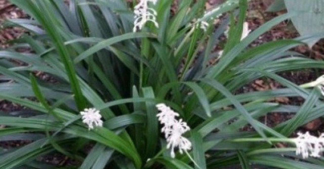 Cây thuốc quý bổ tim ngừa ung thư cực tốt, nhiều người lại chỉ trồng làm cảnh