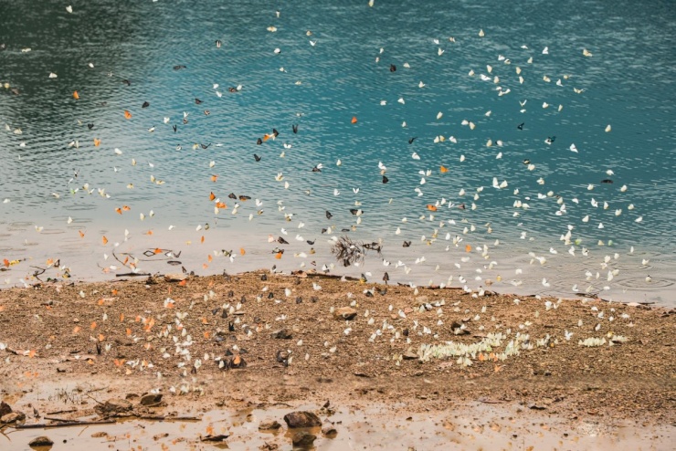 Khách đổ đến check in vườn Cúc Phương mùa bướm - 1