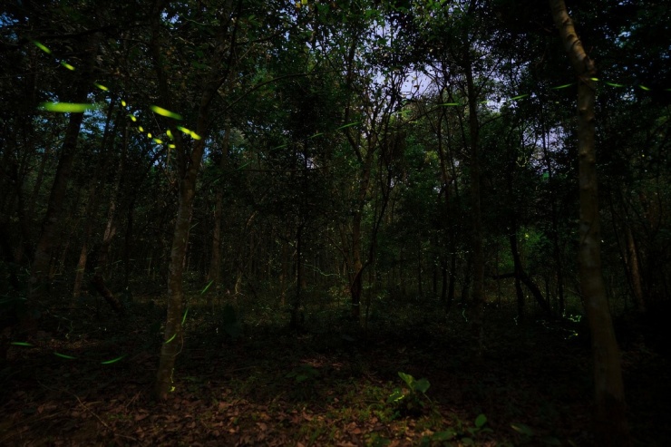 Khách đổ đến check in vườn Cúc Phương mùa bướm - 6