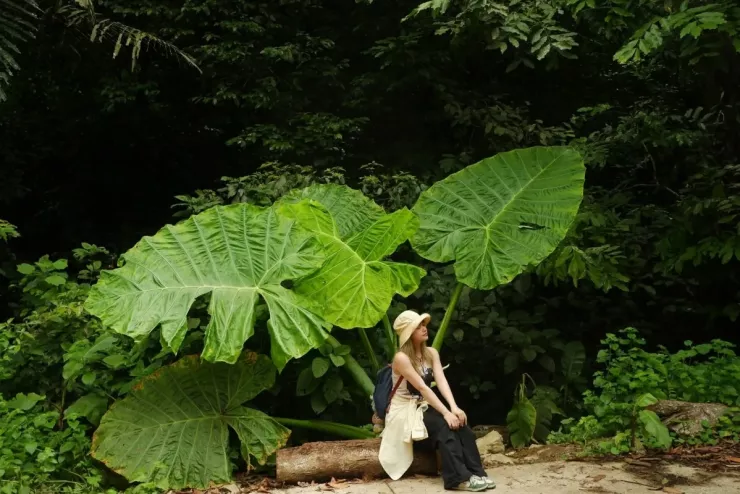 Khách đổ đến check in vườn Cúc Phương mùa bướm - 5