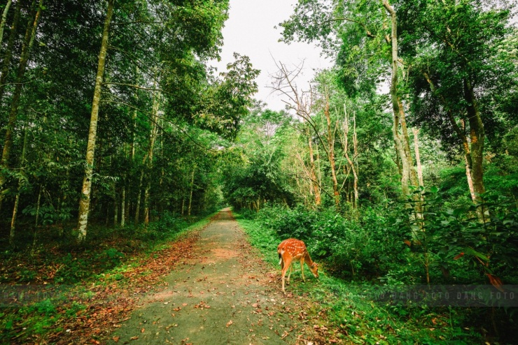 Khách đổ đến check in vườn Cúc Phương mùa bướm - 8