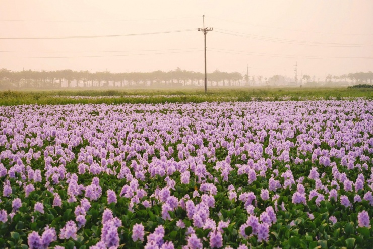 Sắc tím của hoa lục bình nổi bật giữa khung cảnh làng quê ở ngoại ô Hà Nội