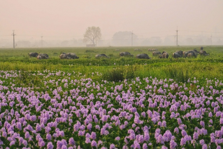 Hoa lục bình ở ngoại ô Hà Nội nở rộ, khách đi 16km tới chụp ảnh, đón hoàng hôn - 6