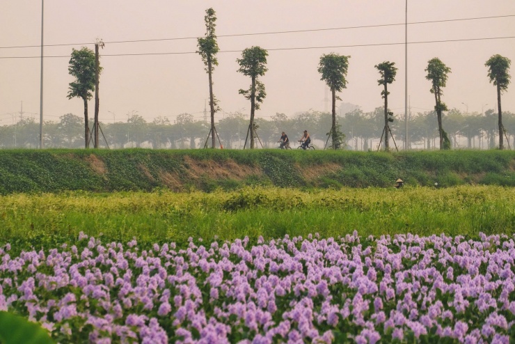 Đường di chuyển tới cánh đồng hoa lục bình ở xã Tam Hưng rất thuận tiện