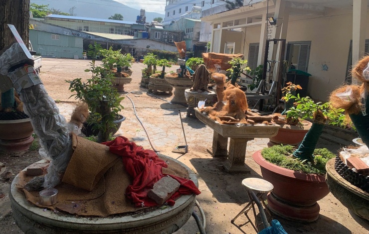 Những gốc mai vàng của ông T. trong khuôn viên trụ sở cũ Đồn Biên phòng Côn Đảo đã bị tịch thu. Ảnh: M.C