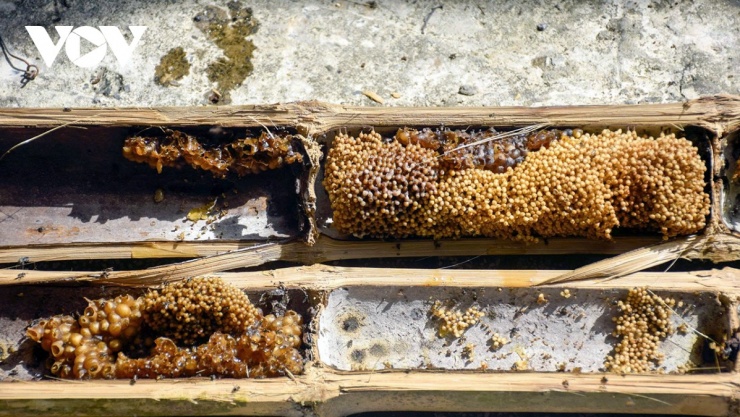 Ong dú nuôi trong ống tre đạt sản lượng khá và cho chất lượng mật ngon