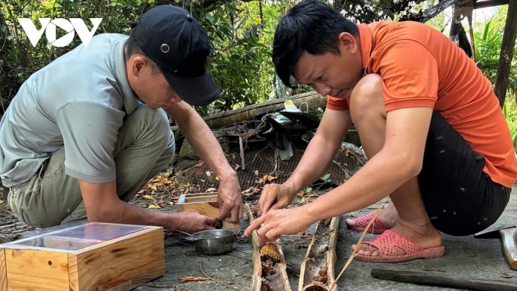 Anh Vũ và anh Lam thu hoạch ong dú trong ống tre