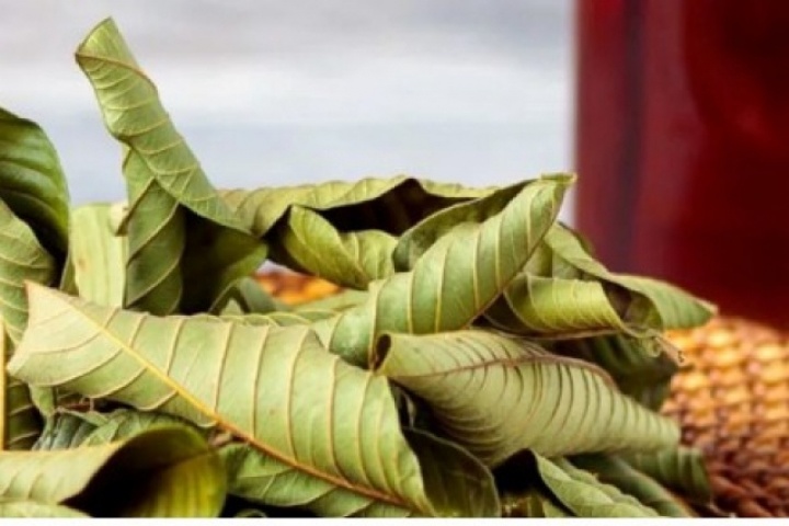 Việt Nam có loại lá rụng đầy gốc không ai ngó, lại là "thuốc quý" ngừa cả ung thư