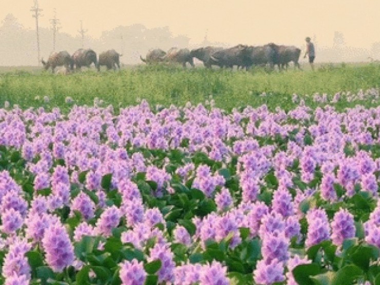Hoa lục bình ở ngoại ô Hà Nội nở rộ, khách đi 16km tới chụp ảnh, đón hoàng hôn