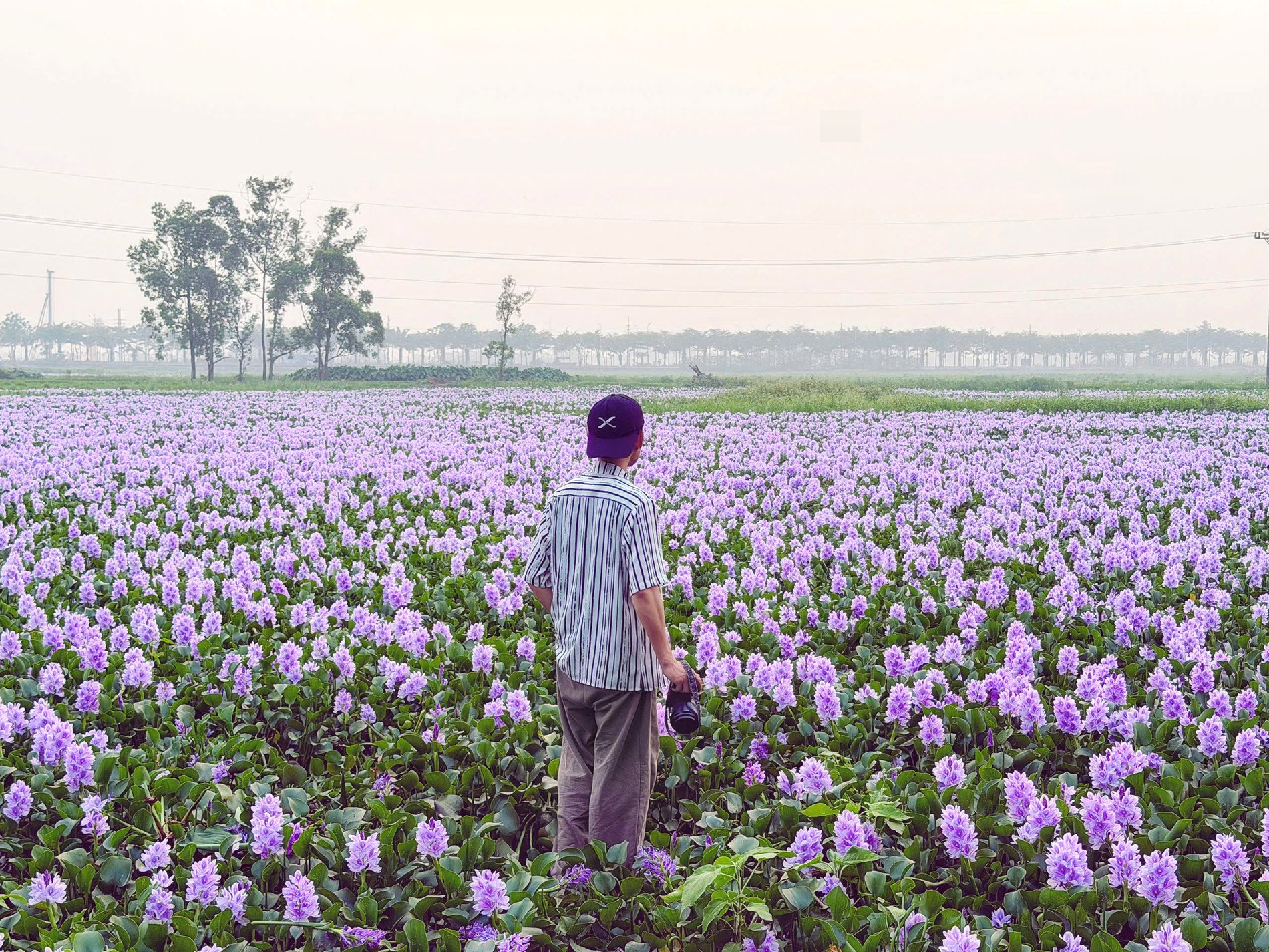 Du khách có thể ghé cánh đồng lục bình vào lúc chiều tà, kết hợp ngắm hoàng hôn lãng mạn