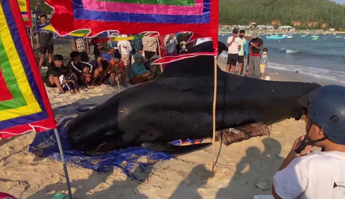 Cá Ông nặng khoảng 2 tấn trôi dạt vào bờ biển Vịnh Hòa