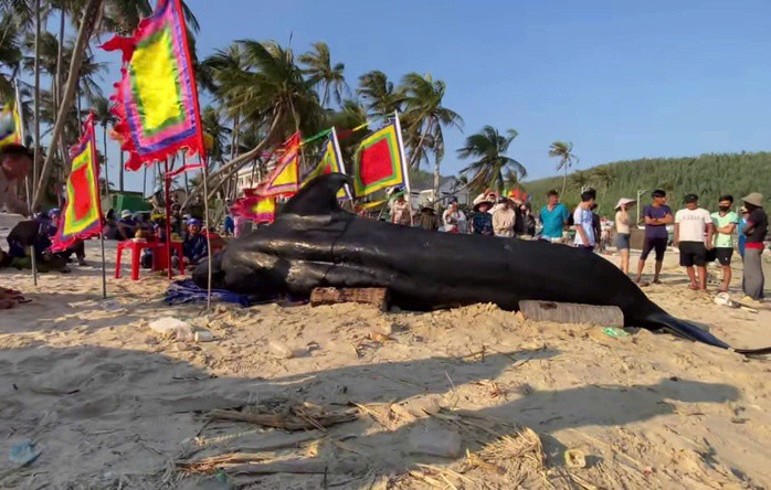 Người dân sẽ tiến hành an táng cá Ông theo phong tục địa phương