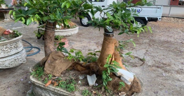 Vụ xử phạt, tịch thu 42 gốc mai vàng "không giấy tờ" ở Côn Đảo: Yêu cầu làm rõ nguồn gốc