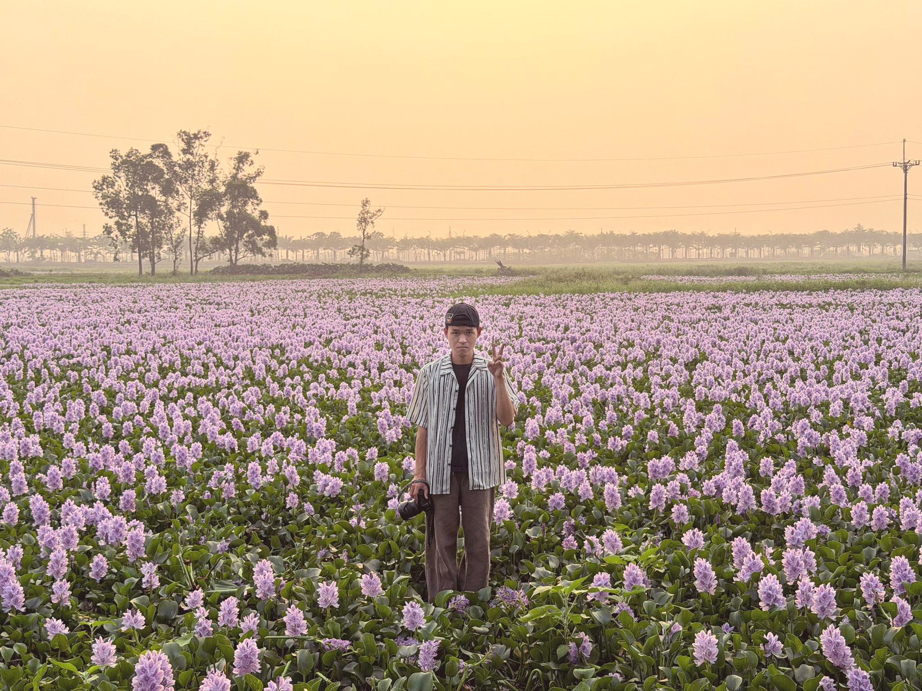 Du khách có thể ghé cánh đồng lục bình vào lúc chiều tà, kết hợp ngắm hoàng hôn lãng mạn