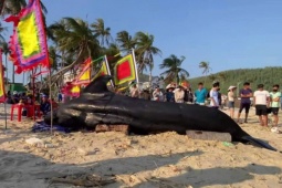 Cá Ông nặng 2 tấn dạt vào bờ biển Vịnh Hòa, người dân 3 lần đẩy ra biển nhưng bất thành