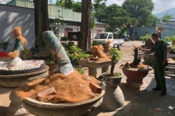Trồng trong vườn nhà, vì sao 42 cây mai kiểng vẫn bị tịch thu?