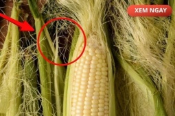 Tin tức sức khỏe - Bộ phận thường bị vứt bỏ, nhưng nếu dùng đúng cách lại trở thành “nước đại bổ” giúp giảm tiểu đêm, tiểu nhiều lần