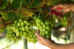 Từ nắng Úc đến bàn ăn Việt: Khi trái nho kể câu chuyện chất lượng