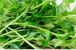 Rau dại vùng núi cao “gây sốt” thị trường